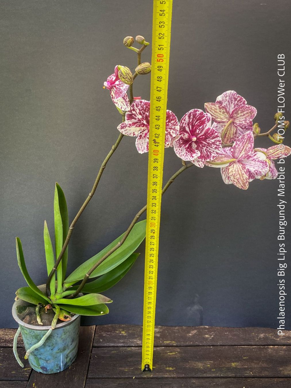 Piante & sementi: Phalaenopsis Burgundy Marble - einzigartige Blütenfarbe – Nuovo e nell'imballaggio originale da Adliswil venduto da TAKEYOURPLANT 5