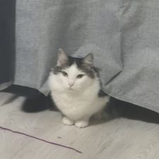 Profile image of cha_6rvc