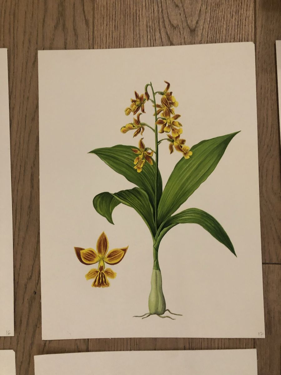 Tableaux: 12 handgemalte Orchideen-Bilder, Originale – D'occasion à Versoix par chr_2rpz 9