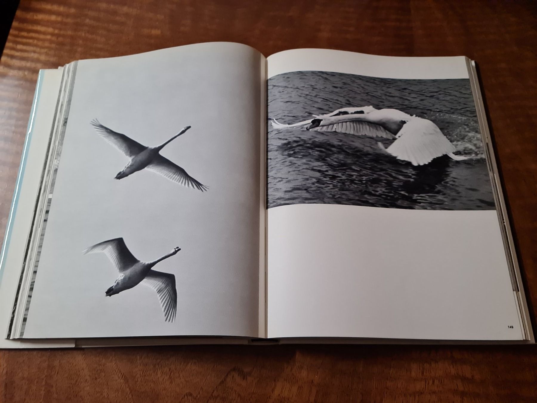 Libri: Vögel im Flug – Usato da Erstfeld venduto da Uhu1980 2
