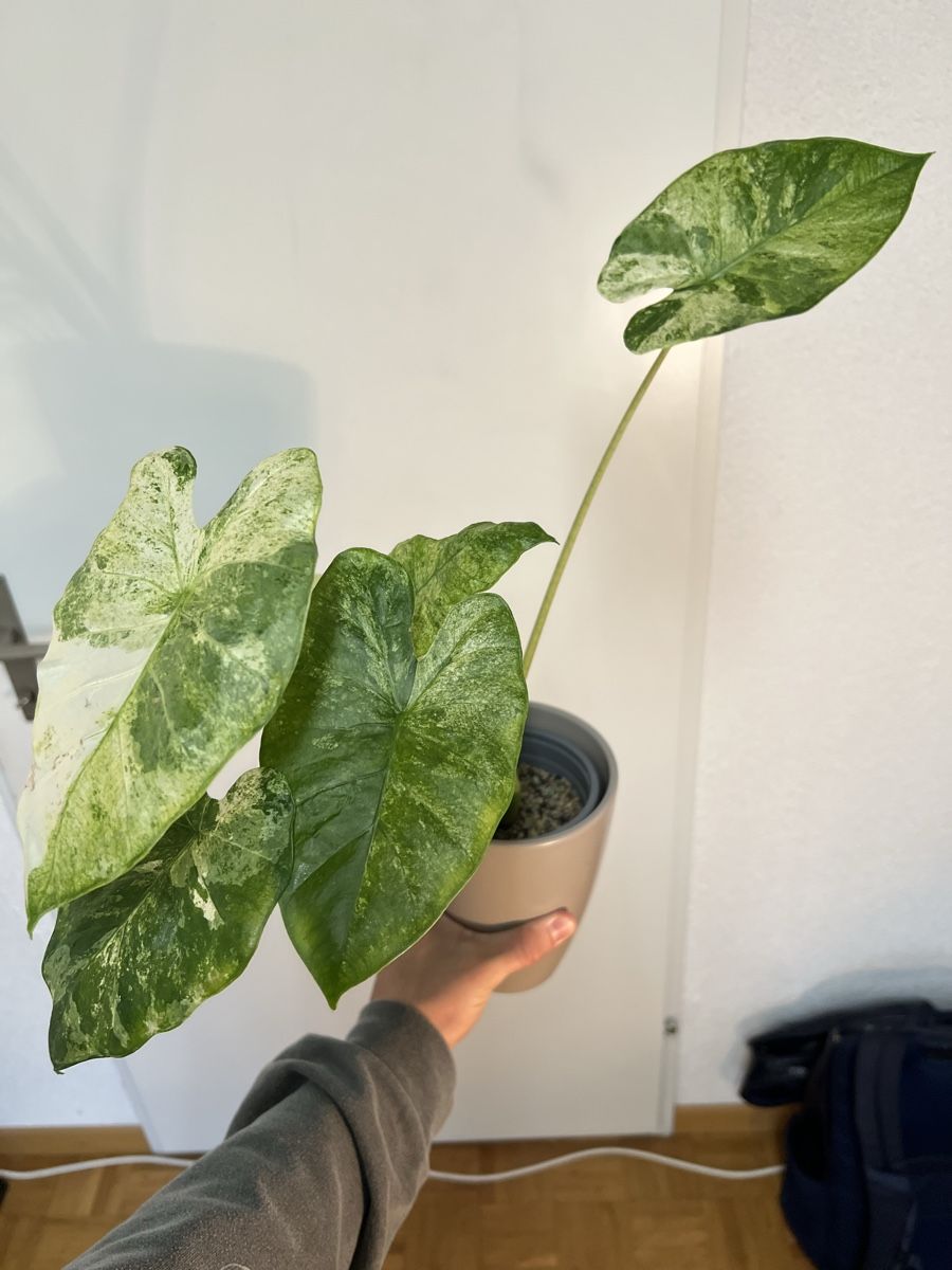 Piante & sementi: 🤩Alocasia macrorrhiza 'Splash'  – Usato da Regensdorf venduto da leo_yk2x 1
