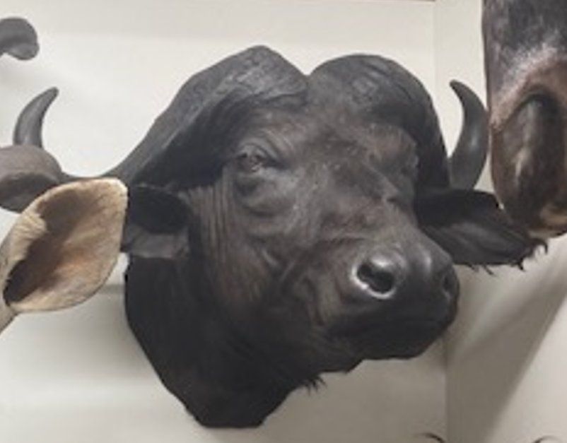 Il mondo degli animali: Kaffernbüffel Präparat – Usato da Pfaffnau venduto da Yoka0