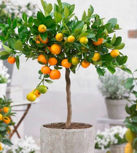 Pflanzen & Samen: Ab 5.- fr 5 Samen Kalamondin CITROFORTUNELLA MICROCARPA= – Neu und originalverpackt aus Rovio von POSITIFFARTandPLANTS 1