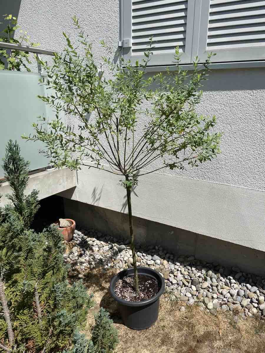 Pflanzen & Samen: Japanische Weide Salix – Gebraucht aus Ipsach von takacseni