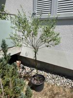 Japanische Weide Salix