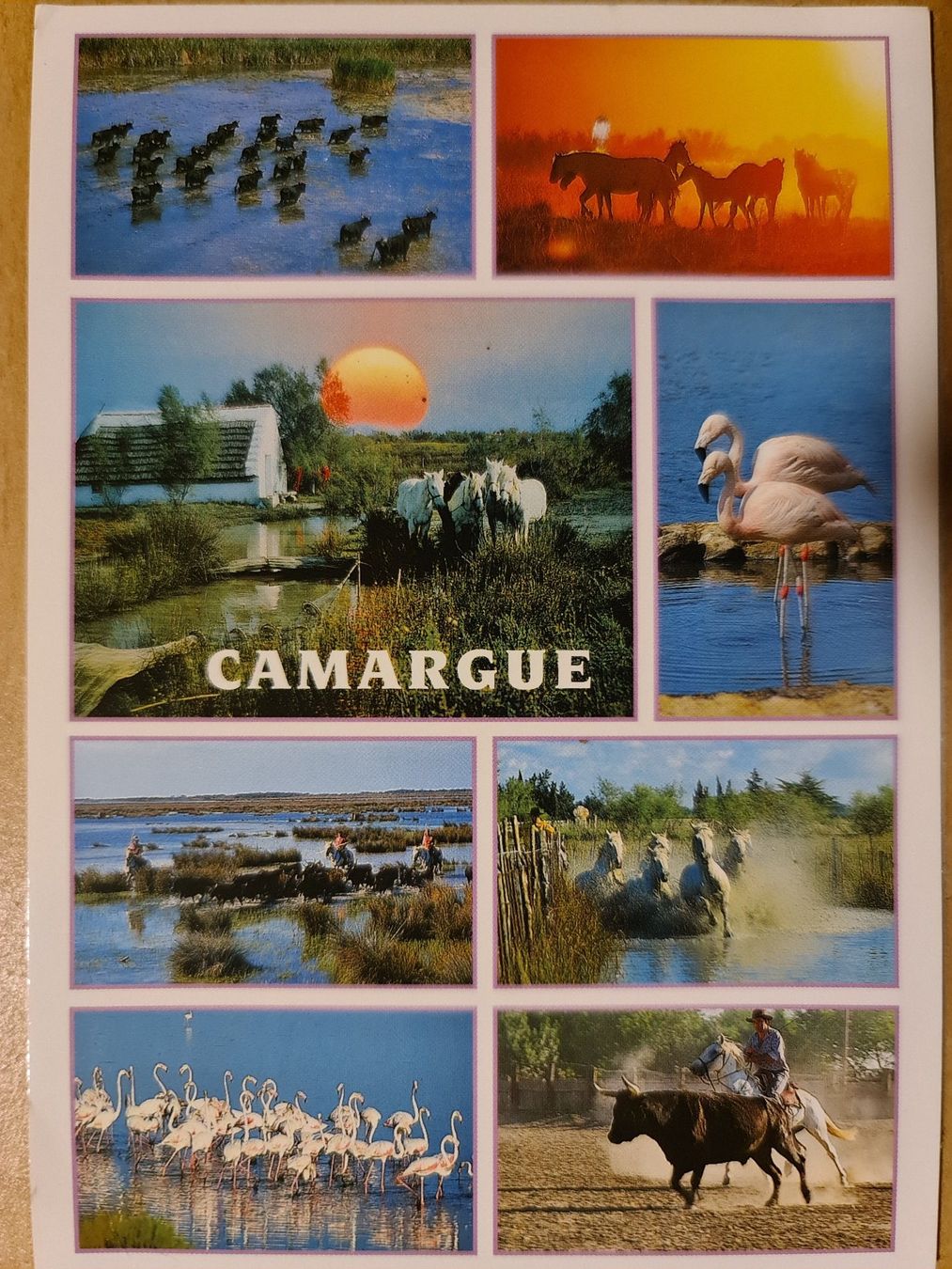Cartoline postali: Ansichtskarte camargue Frankreich – Usato da Dintikon venduto da Vexi