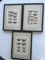 3 antike Bilder Schmetterlinge gerahmt