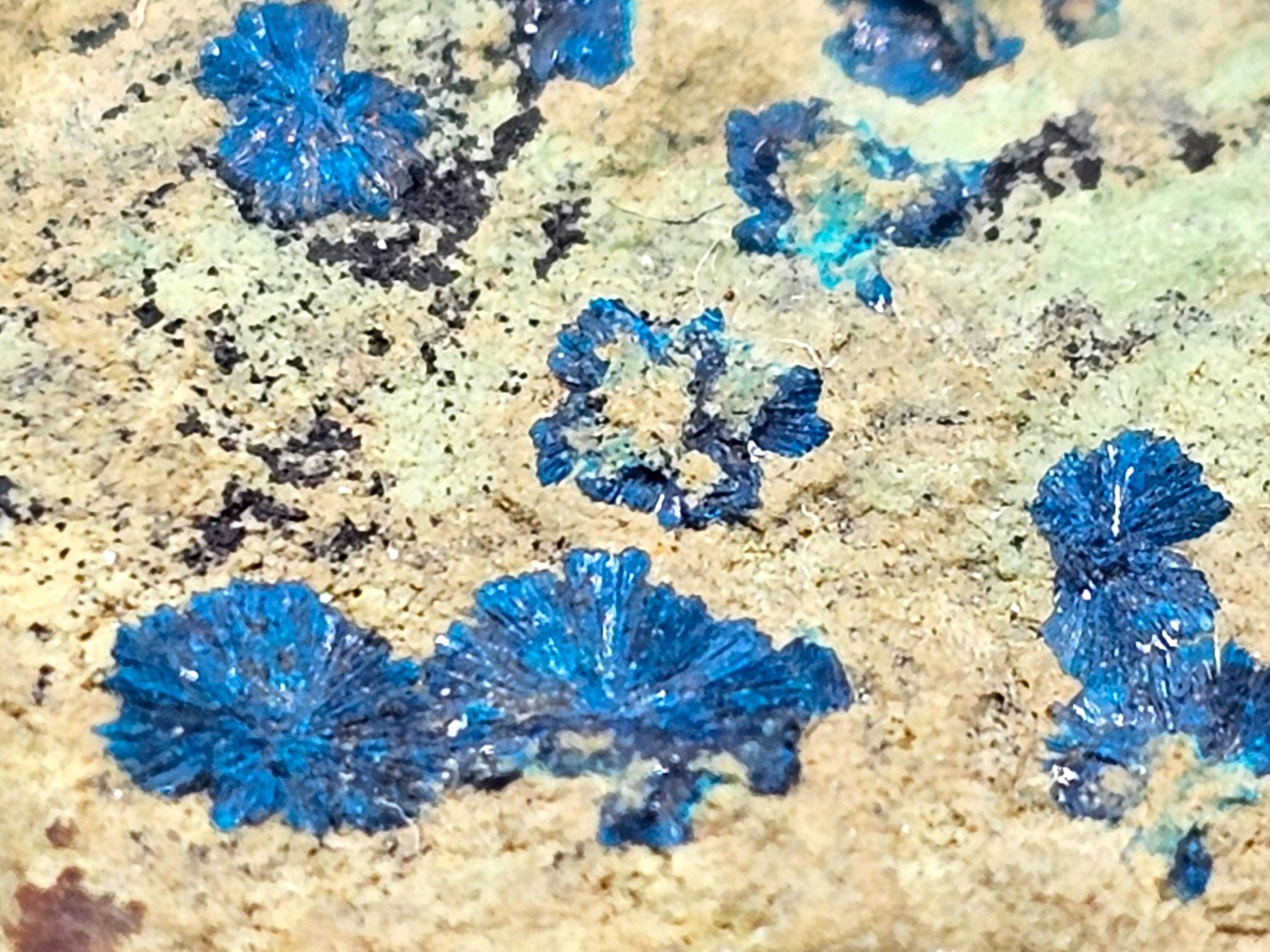 Mineralien & Heilsteine: RaRe Cornetite - Congo – Gebraucht aus Figino von minshop 2