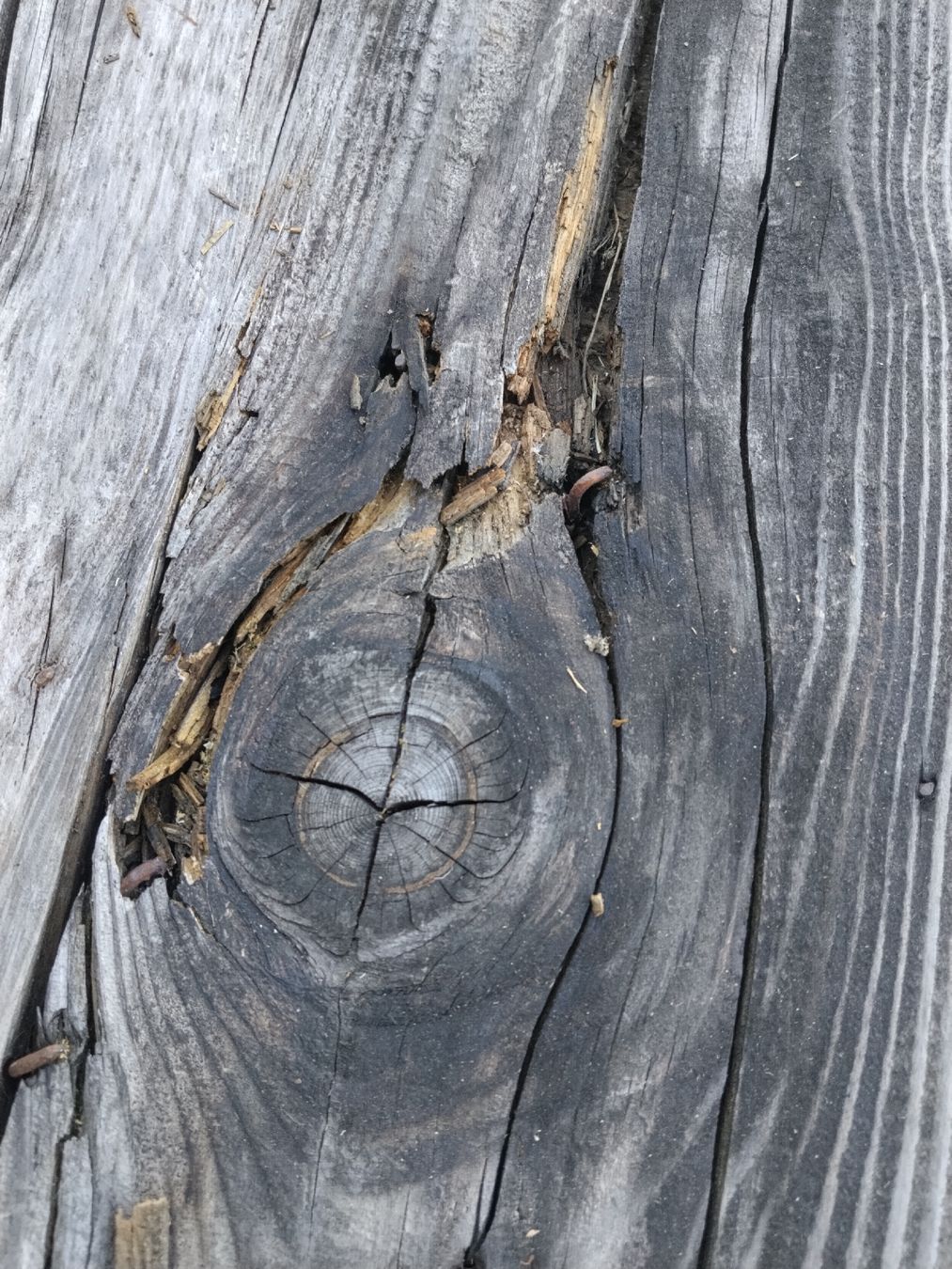 Articoli in legno: Alte Holzbobine 1.8m Durchmesser – Usato da Altendorf venduto da seibel 4