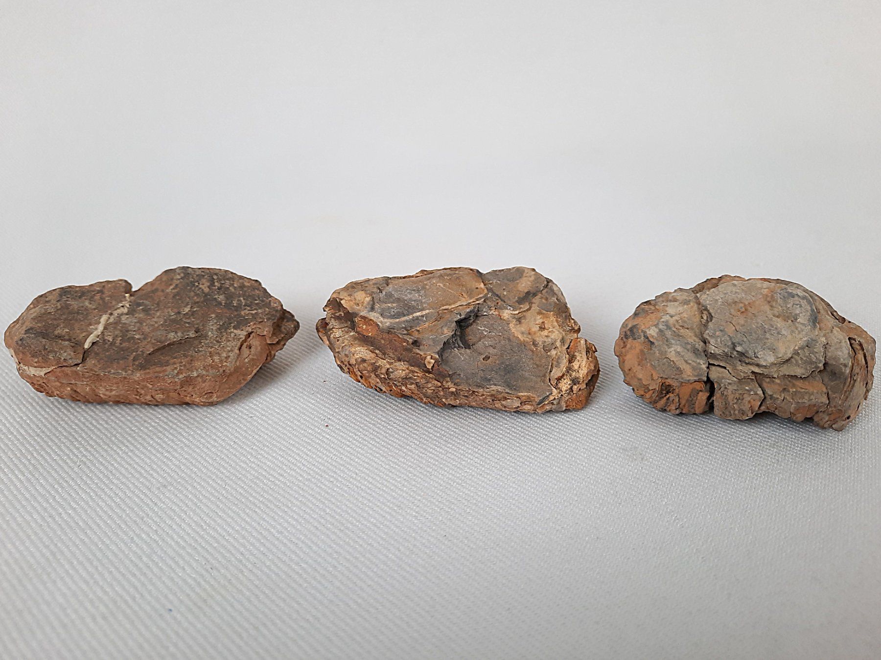 Fossili: 3 Fossile Trilobiten – Usato da Beinwil am See venduto da Restwert_Beinwil 1