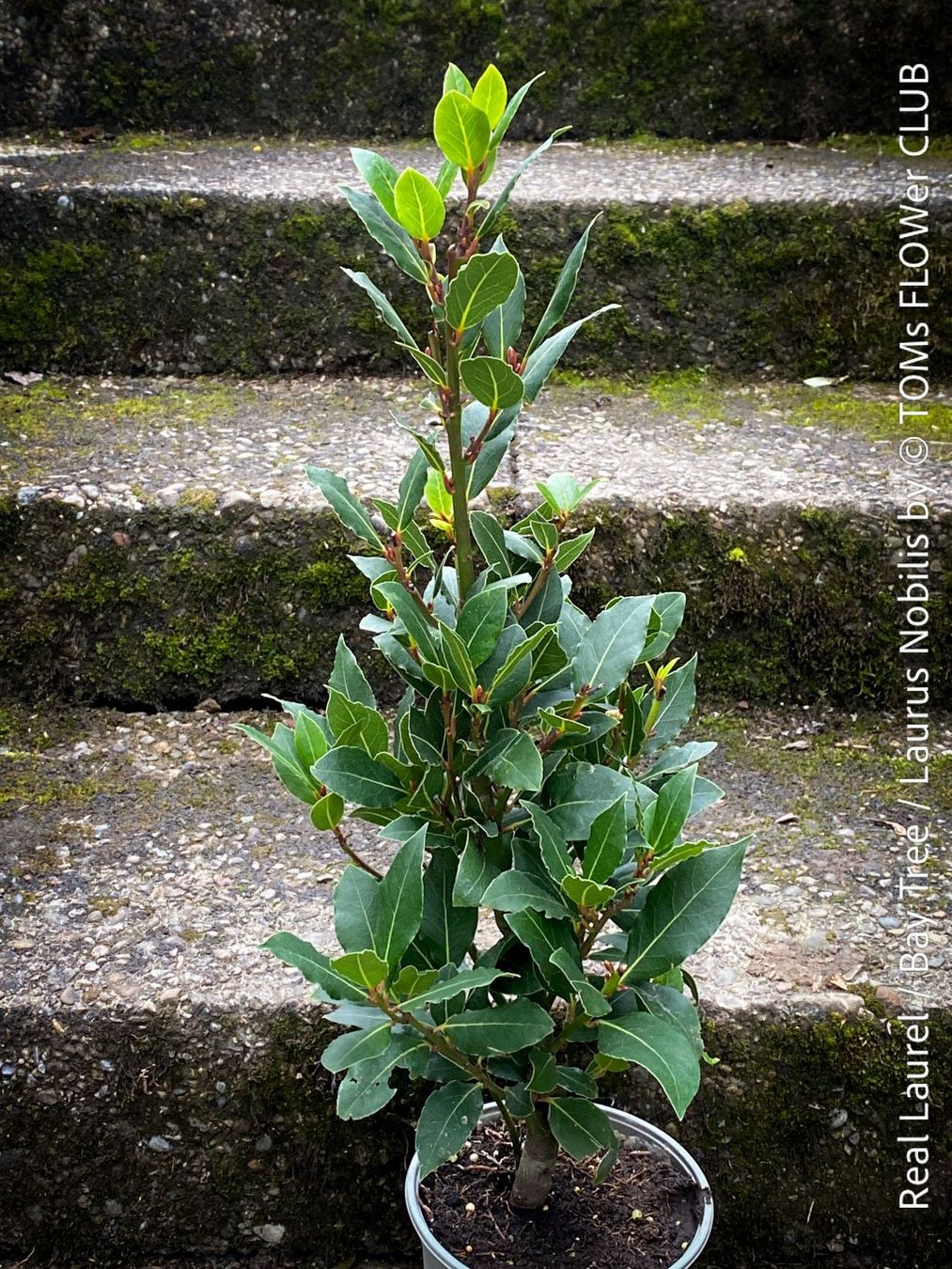 Piante & sementi: Echter Lorbeer - Lorbeerbaum - Laurus Nobilis – Nuovo e nell'imballaggio originale da Adliswil venduto da asTOMas963 6