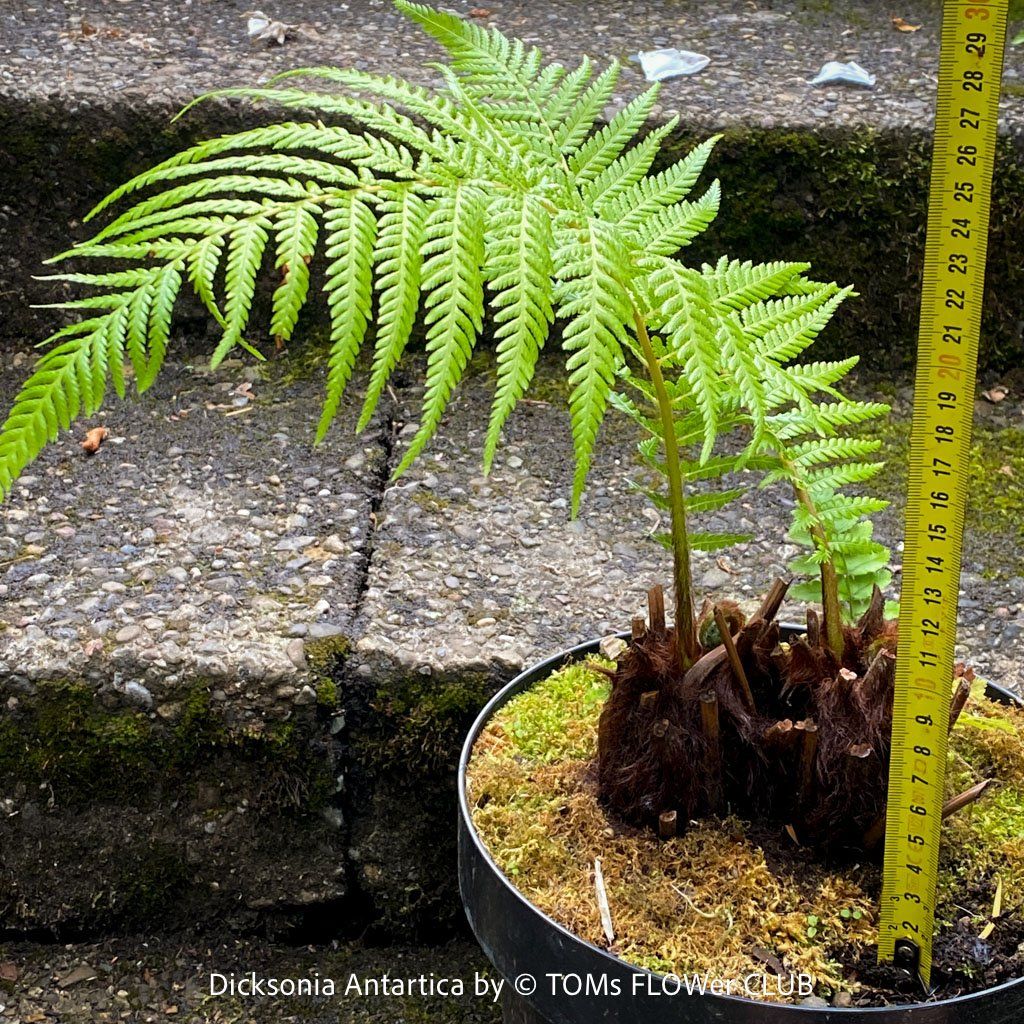 Piante & sementi: Dicksonia Antartica / Baumfarn - starker Doppelstamm – Nuovo e nell'imballaggio originale da Adliswil venduto da TAKEYOURPLANT 5