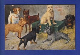 CHIEN / HUND // voir dos //