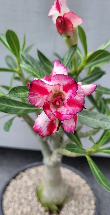 Adenium Obesum Kaufen