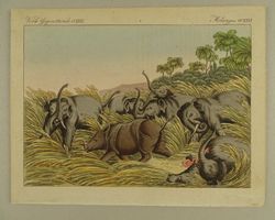 KAMPF DES RHINOZEROS MIT ELEFANTEN, NASHORN, KUPFERSTICH