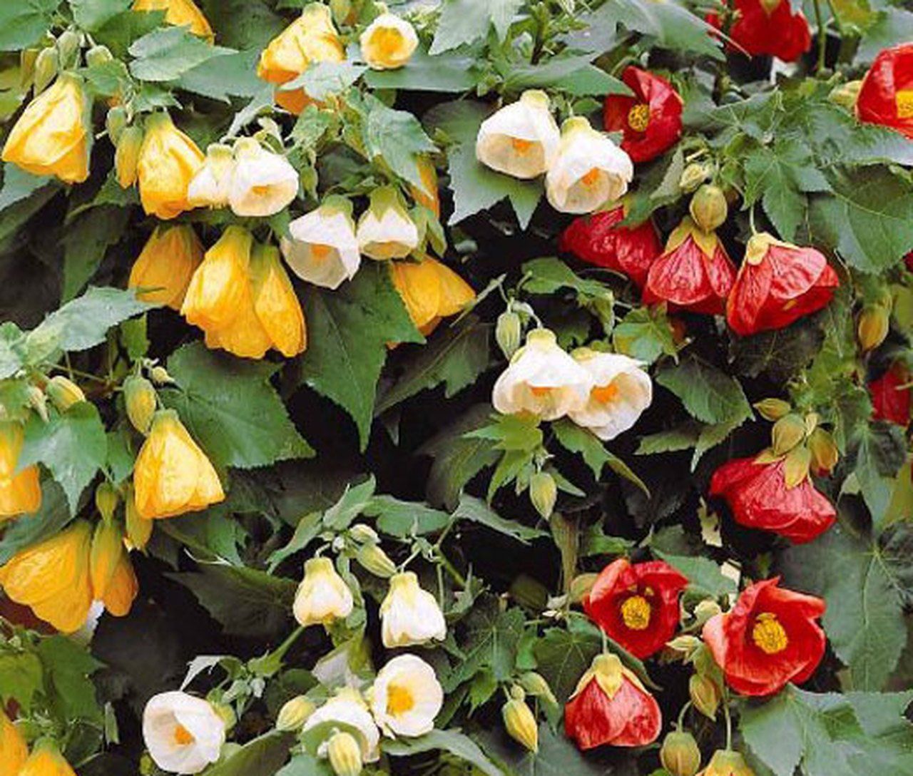 Pflanzen & Samen: Schönmalve Mix - Abutilon-Hybriden - 30 Samen – Neu und originalverpackt aus Sumiswald von Cham14558 1