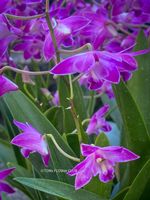 Dendrobium Kingianum - żart duftende Orchidee