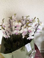 14 Orchideen weiß, rosa/pink 