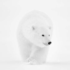 Profile image of Icebaerli