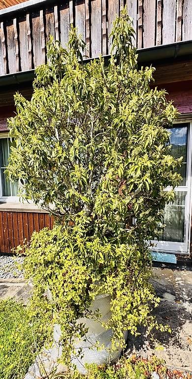 Plantes & graines: Portugiesischer Lorbeerbaum – D'occasion à Lachen SZ par honeybee67