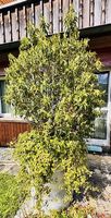 Portugiesischer Lorbeerbaum