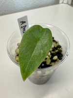 🌿 Alocasia melo – baby plant