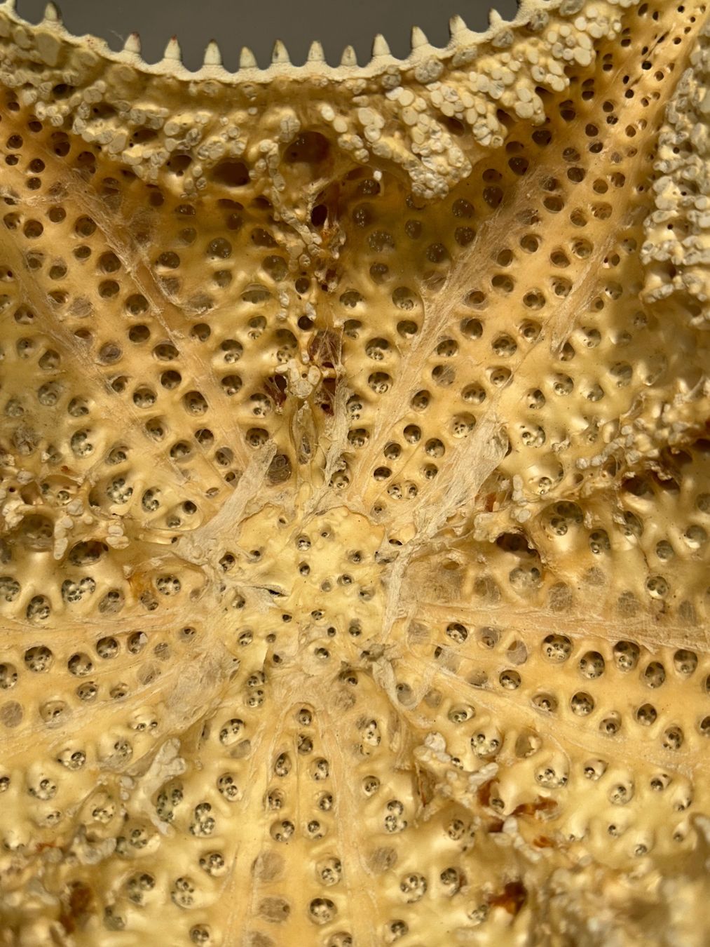 Fossilien: Seestern antik gross – Gebraucht aus Basel von toy_t8bb 4