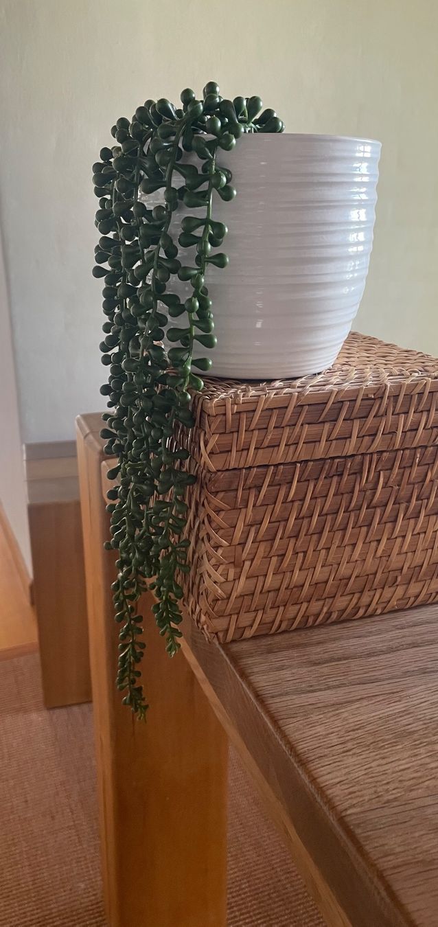 Piante & sementi: Kunstpflanze – Usato da Freidorf TG venduto da ibipatria