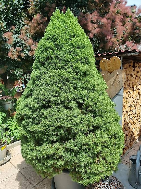 Pflanzen & Samen: Zuckerhut Fichte – Gebraucht aus Langnau b.Reiden von Minerwa 1
