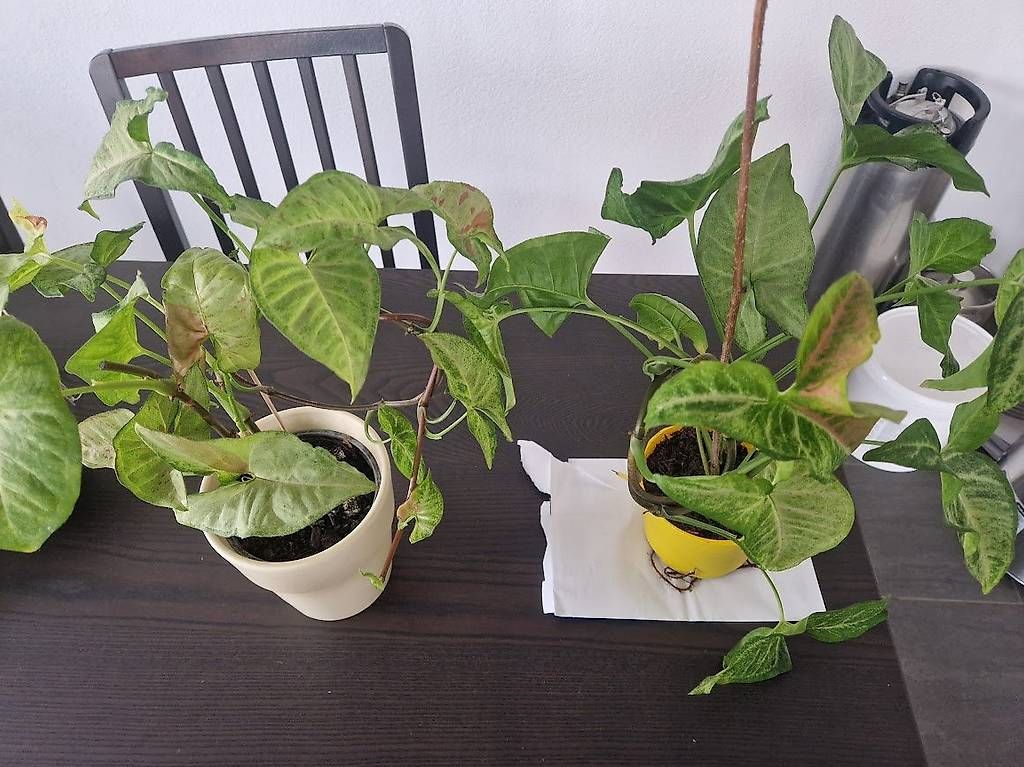 Piante & sementi: x2 Syngonium podophyllum 'White Butterfly' – Usato da Dübendorf venduto da Olenaaa 3