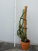 Drachenfrucht (Pitahaya) Pflanze – Selenicereus