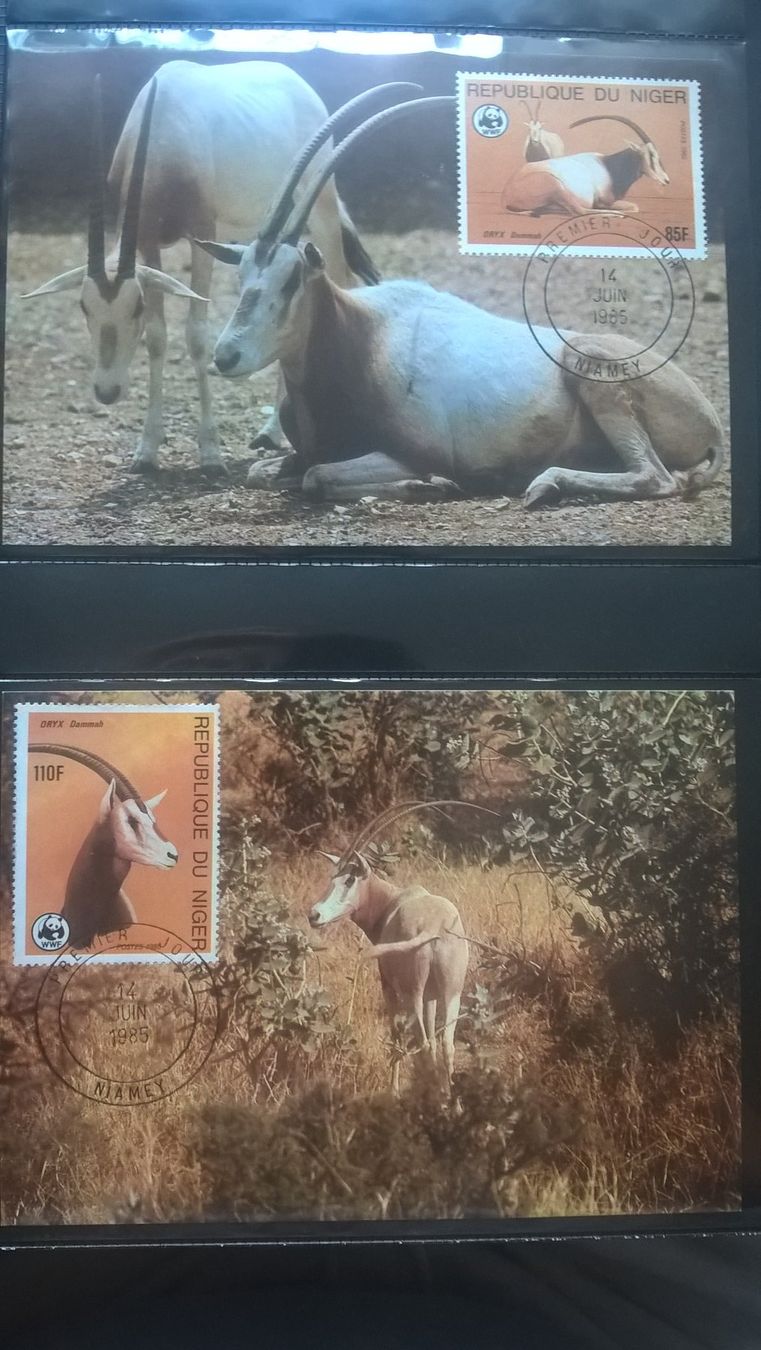 Tutti i francobolli: WWF Niger 1985 Wüstenantilope Satz Maximumkarten – Nuovo (secondo la descrizione) da Winterthur venduto da schnueps 1