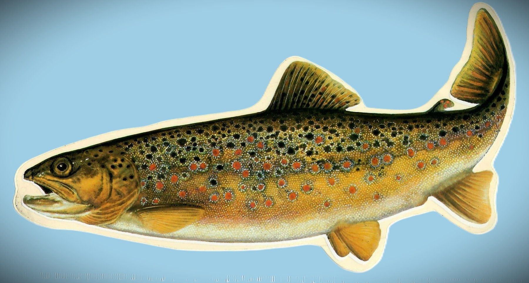 Sticker: Bachforelle   🐟  Aufkleber – Nuovo e nell'imballaggio originale da Roggwil BE venduto da buggs04