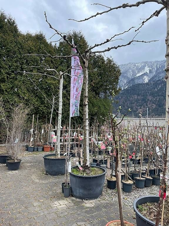 Sonnenschirme: Platanen Bäume schirmförmig – Gebraucht aus Malans GR von R.G.1992