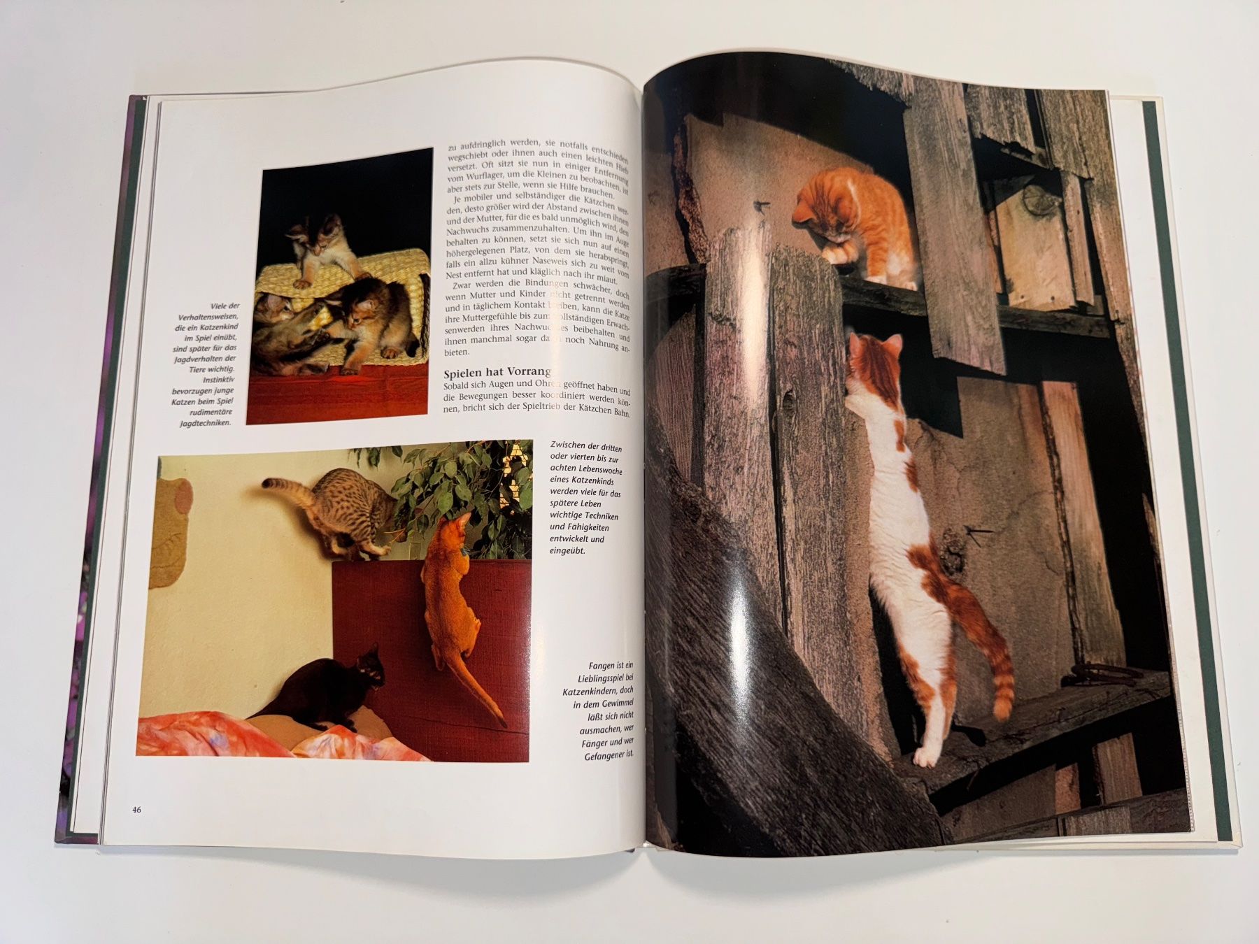 Libri: BUCH: Katzenkinder – Usato da Grosswangen venduto da Second_hand_paradise 4