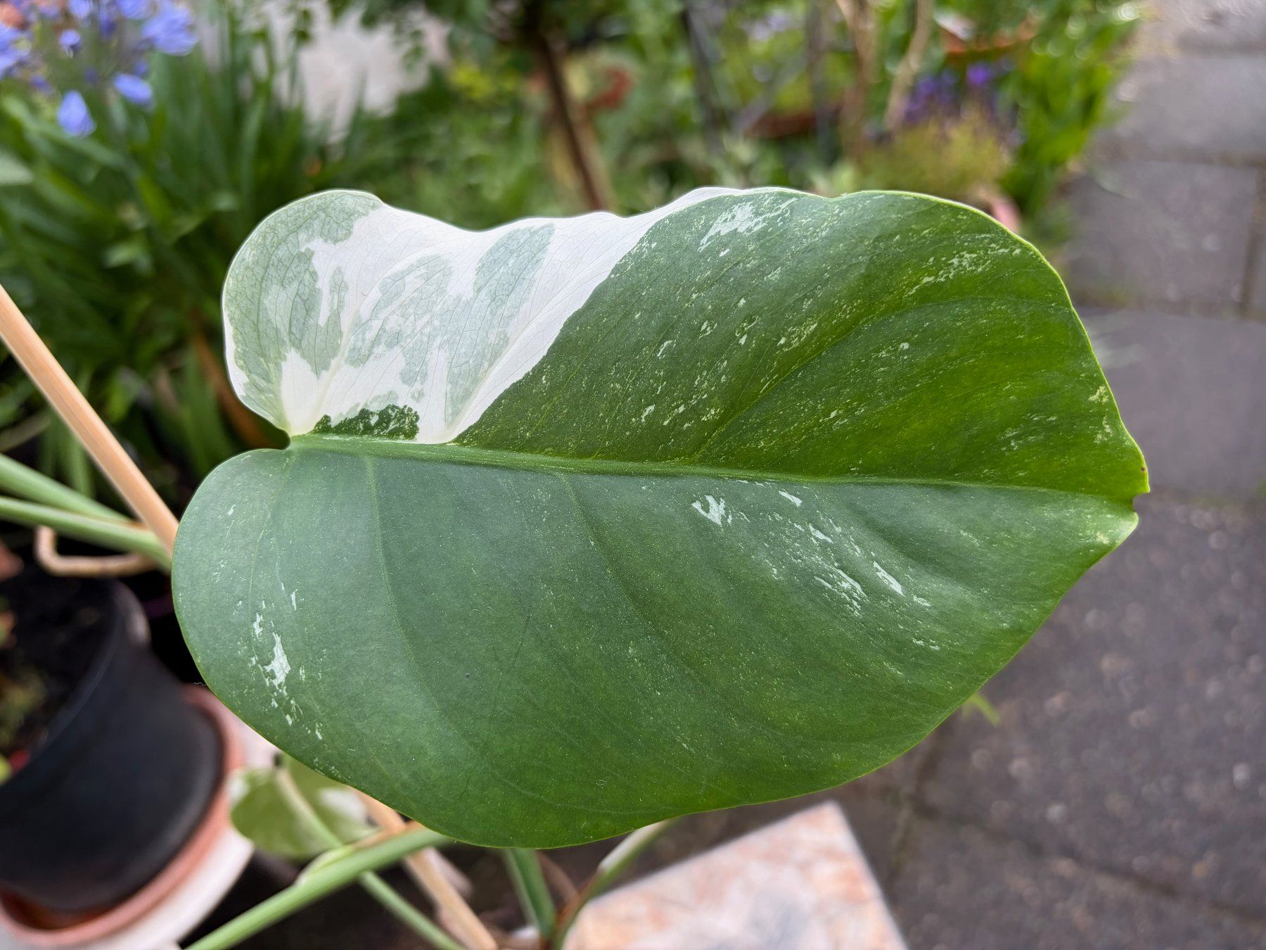 Piante & sementi: Monstera variegata, getopft – Nuovo (secondo la descrizione) da Winterthur venduto da Aniger