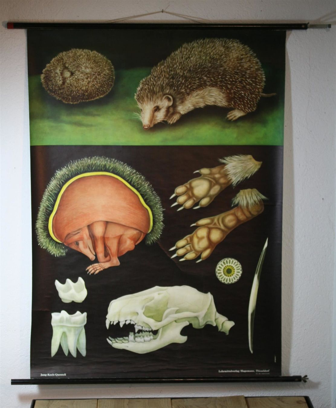 Posters & Illustrations: Schulwandbild "Igel" 1963 – D'occasion à Birrwil par brandschatz_birrwil 2