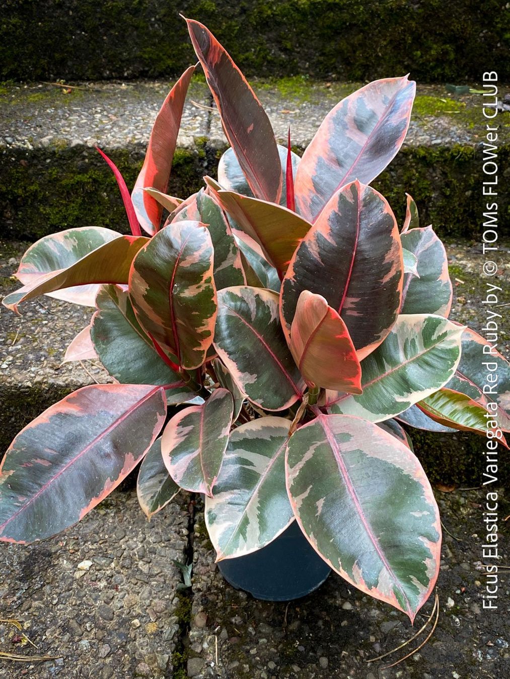 Piante & sementi: Ficus Elastica Variegata Red Ruby mehrfach verzweigter Baum – Nuovo e nell'imballaggio originale da Adliswil venduto da astom369 2