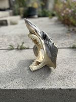 Shark taxidermy 