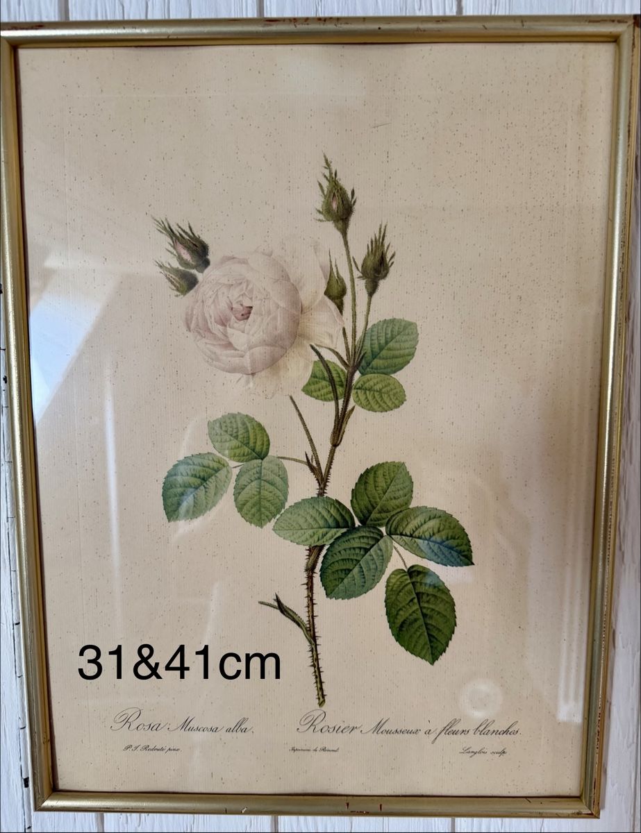 Poster & Bilder: Diverse Rosenbilder 7 Stück  – Gebraucht aus Fribourg von Fmia 4