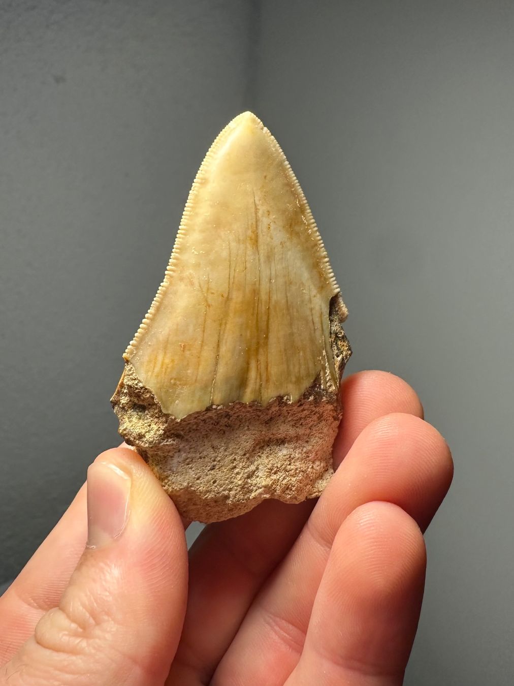 Fossili: Fossiler Megalodon Zahn – Usato da Lutzenberg venduto da CS65 4
