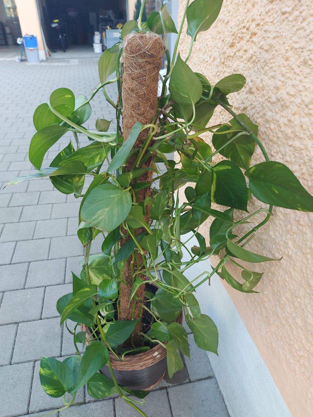 Efeutute im Topf mit Rankhilfe - Grnpflanze fr Zuhause (Neu und  originalverpackt) in Rheinau fr CHF 32  nur Abholung auf Ricardo kaufen
