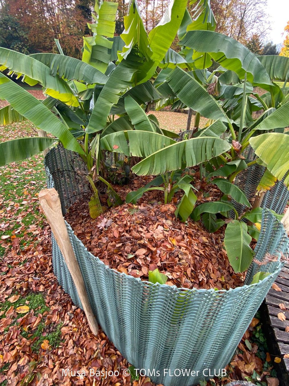 Piante & sementi: Winterharte Gartenbanane 140cm - Musa Basjoo - Top robust – Nuovo e nell'imballaggio originale da Adliswil venduto da astom369 5