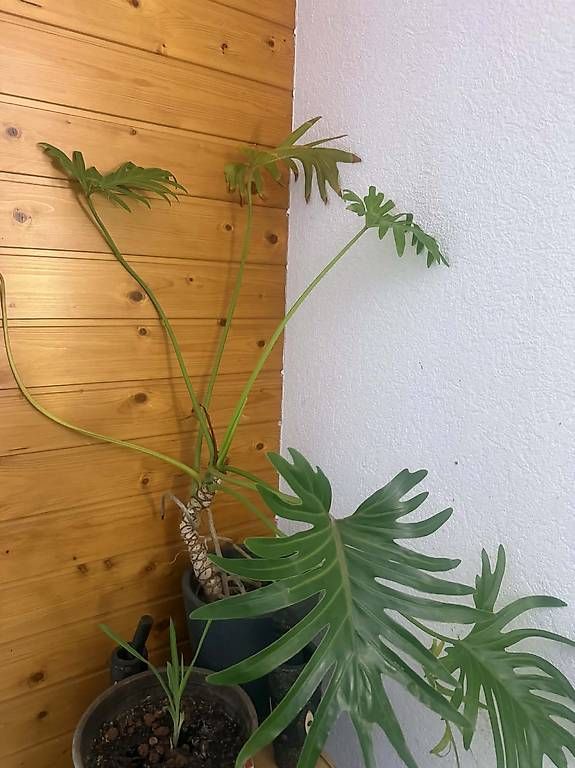Piante & sementi: Plante adules deco – Usato da torgon venduto da gucci39 1