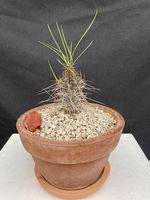 Caudex Didierea madagascariensis