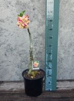Wüstenrose / Adenium Obesum veredelte Pflanze