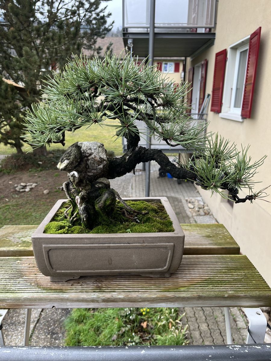 pinus mugo bonsai, yamadori (Gebraucht) in Lengnau BE fr CHF 373  nur  Abholung auf Ricardo kaufen