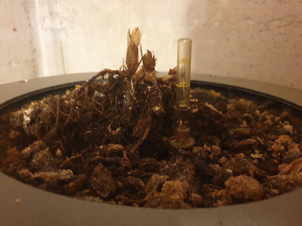 Vasi per fiori: Blumentöpfe aus Lautsprechern – Usato da Niederwil AG venduto da Acantik 3
