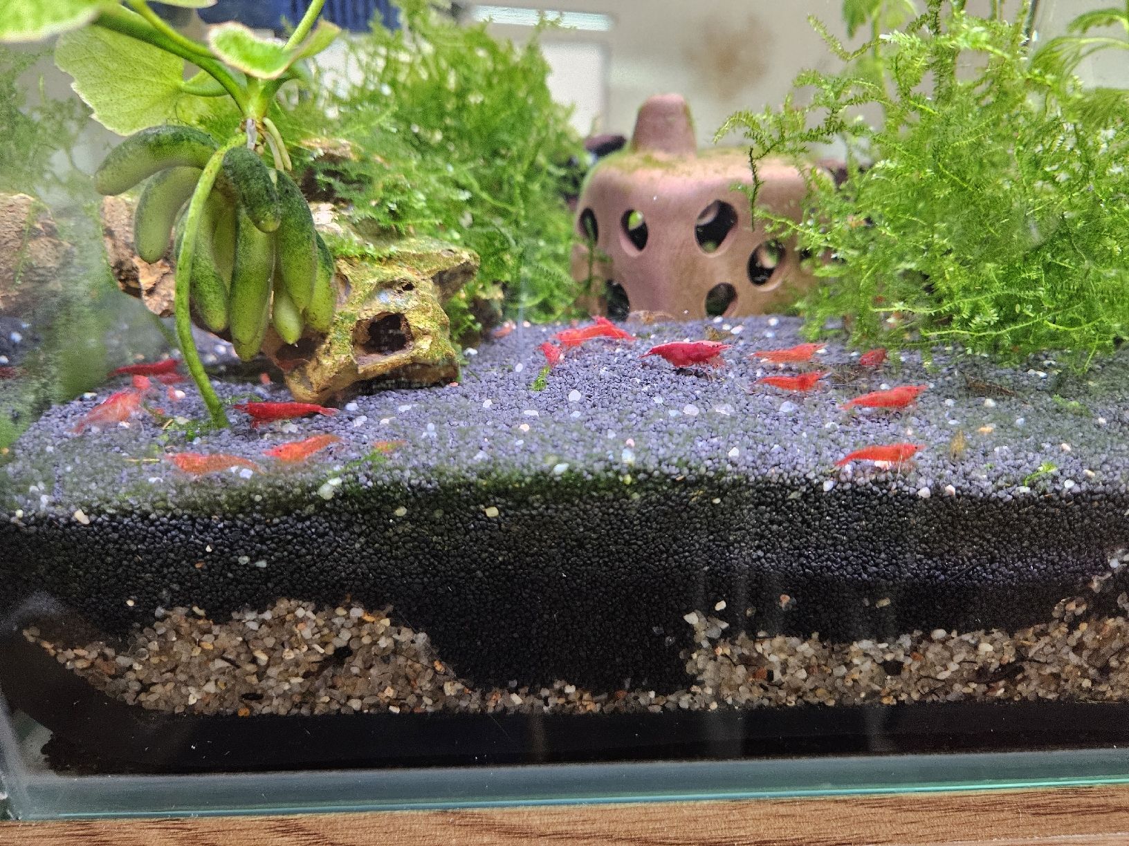 Tutte le decorazioni: Red Fire & Red Cherry Caridina – Usato da Klingnau venduto da Canep87 1