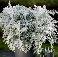 Ab 5.-fr SENECIO CINERARIA 5 Samen Graines Semi Seeds Семена